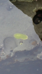 Cadlina modesta