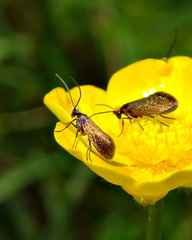 Micropterix calthella