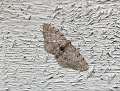 Aethalura intertexta