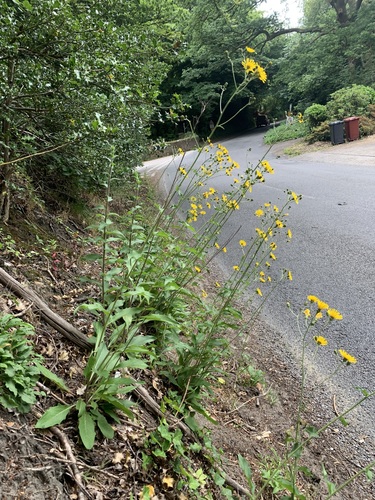 Kent Hawkweed (Hieracium cantianum)