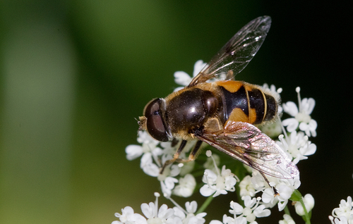 Stripe-winged Drone Fly