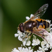Stripe-winged Drone Fly - Photo (c) Paul Cools, some rights reserved (CC BY-NC), uploaded by Paul Cools