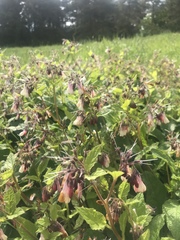 Symphytum × hidcotense