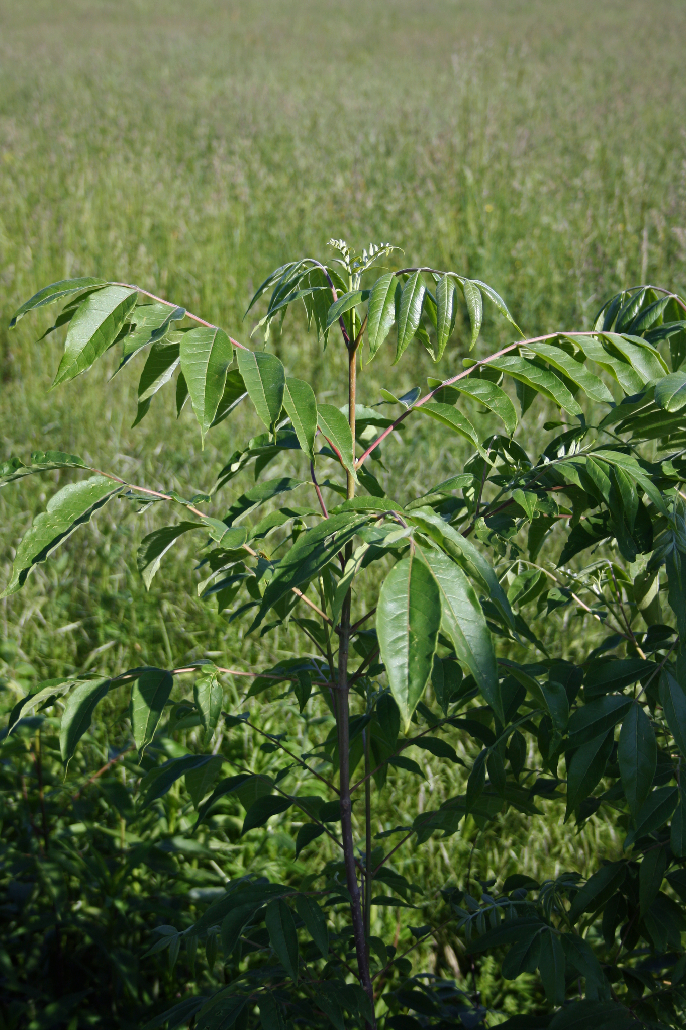 Imagem de Árvore-do-neem-japonês