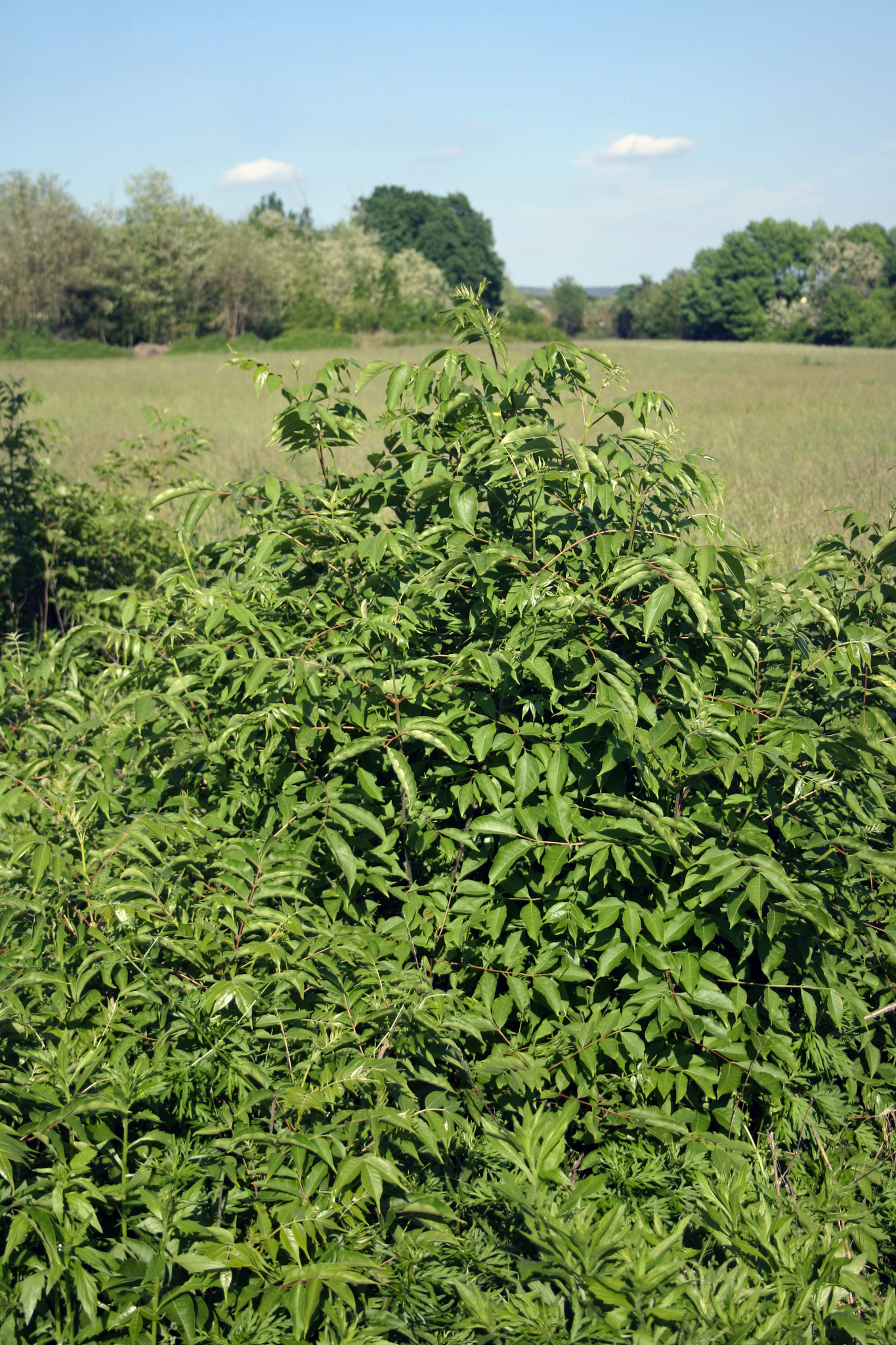 Imagem de Árvore-do-neem-japonês
