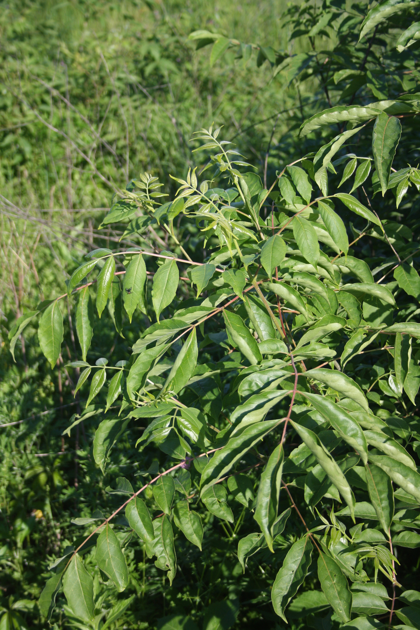 Imagem de Árvore-do-neem-japonês