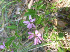 Rhinotropis californica