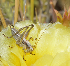 Pediodectes stevensonii