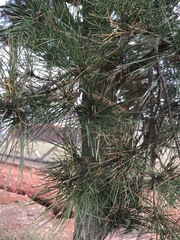 Pinus pinaster
