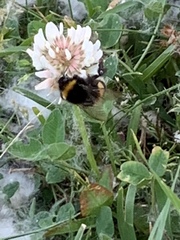 Bombus terrestris
