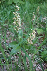 Orchis pallens