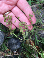 Hydrophylloideae
