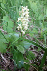 Orchis pallens
