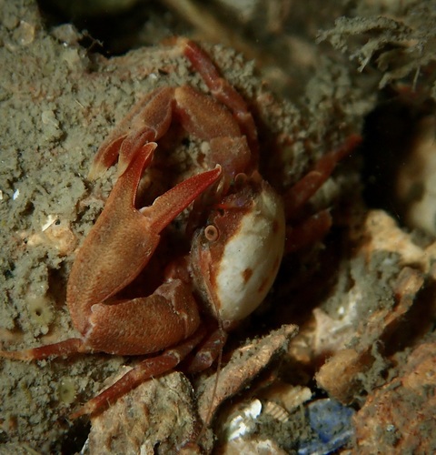 Long-clawed Porcelain Crab, photo 5 of 8