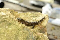 Hida Salamander photo 3