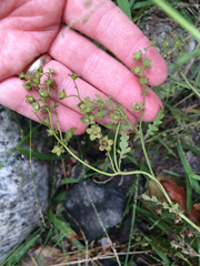 Hydrophylloideae
