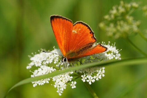 Scarce Copper photo 5