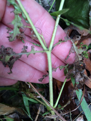 Hydrophylloideae