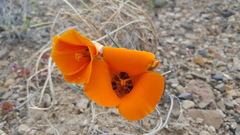Calochortus kennedyi kennedyi