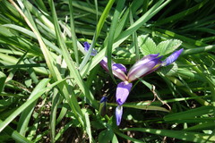 Iris graminea