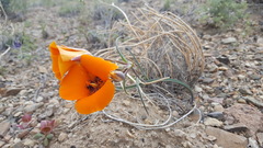 Calochortus kennedyi kennedyi