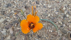 Calochortus kennedyi kennedyi