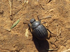 Phyllophaga cribrosa
