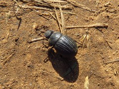 Phyllophaga cribrosa