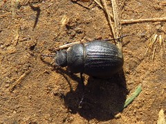 Phyllophaga cribrosa
