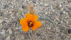 Calochortus kennedyi kennedyi