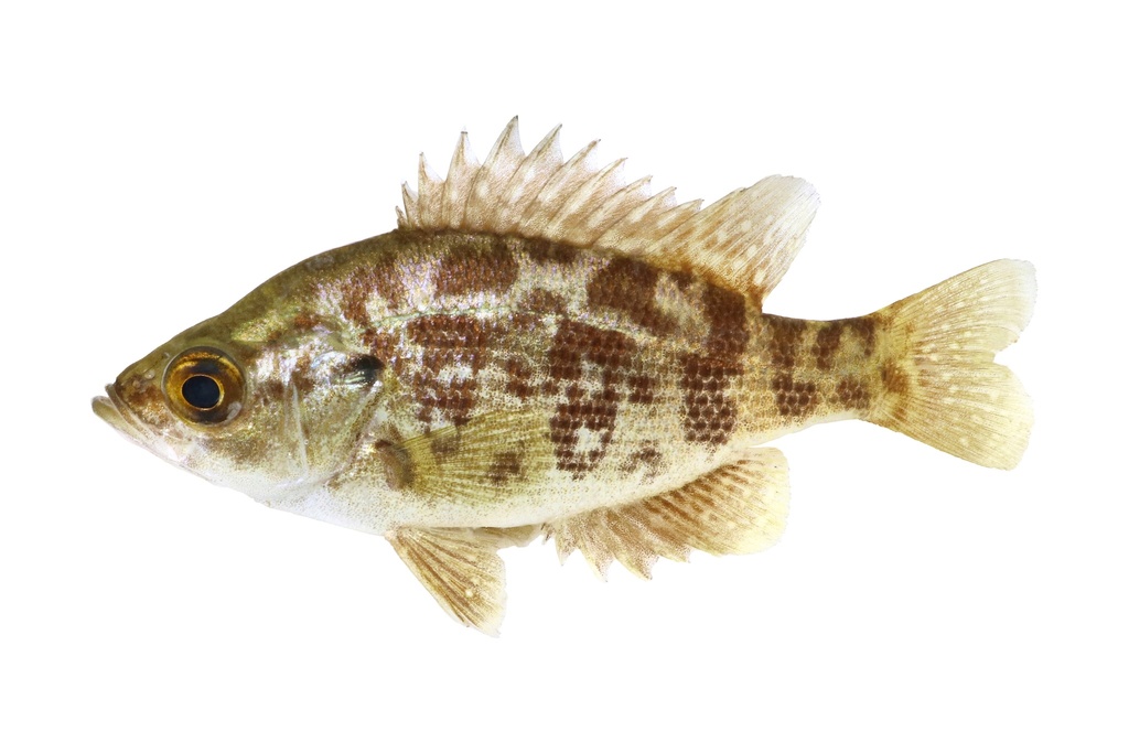 Sacramento perch (Archoplites interruptus) — Centrarchidae