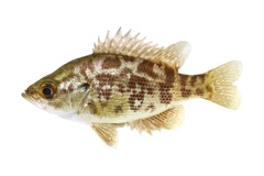 Sacramento Perch photo 1