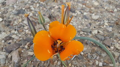 Calochortus kennedyi kennedyi