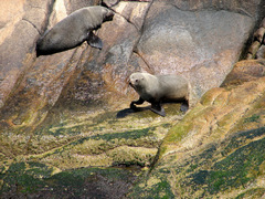 Arctocephalus australis