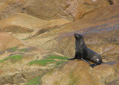 Arctocephalus australis