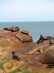 Arctocephalus australis