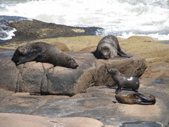 Arctocephalus australis