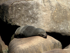 Arctocephalus australis