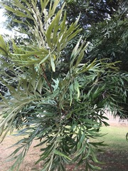 Grevillea robusta