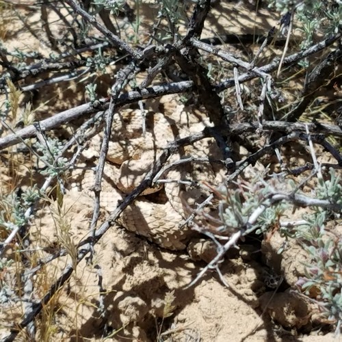 Crotalus cerastes
