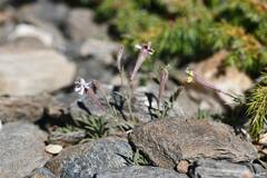 Silene boryi, photograph (c) Flavien Saboureau, some rights reserved (CC BY)
