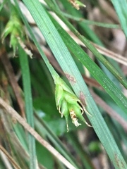 Carex willdenowii