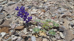 Lupinus flavoculatus