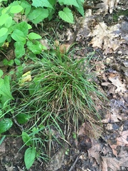 Carex willdenowii