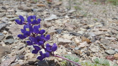 Lupinus flavoculatus