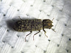 Lichenophanes bicornis