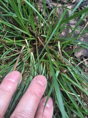 Carex willdenowii