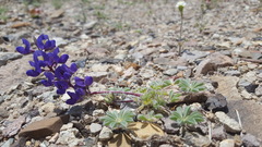 Lupinus flavoculatus