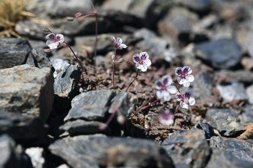 Erodium cheilanthifolium (Erodium cheilanthifolium)
