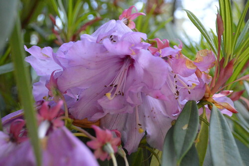 Rhododendron huanum